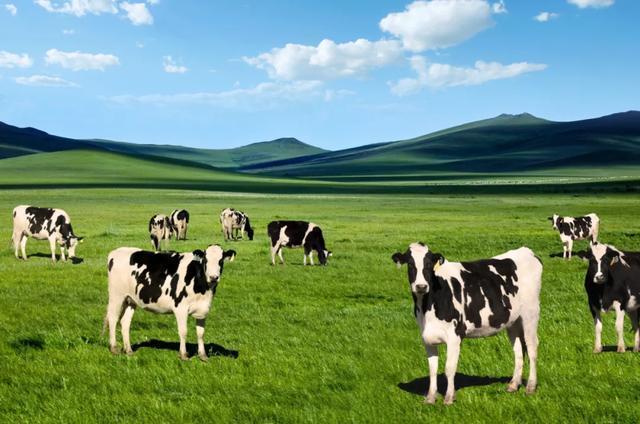 奶价进入上涨周期,伊利蒙牛再次抢购奶源,大型牧场几乎抢占一空