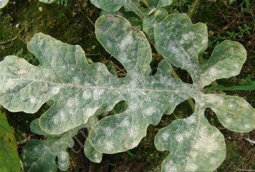 满天星发生白粉病怎么办什么原因导致呢以下几种方法防治