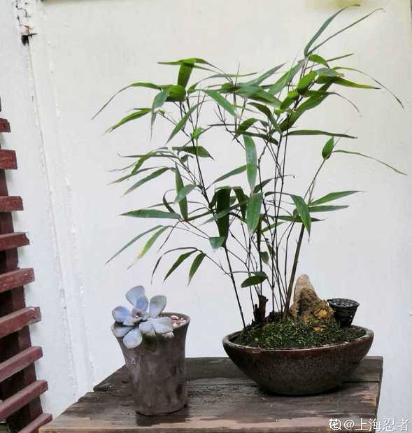 4种小竹子,摆家里上档次,今年特别流行!