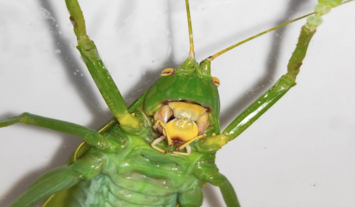 夜晚的恶魔温柔的巨人四川发现8厘米巨型蝈蝈