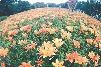 浑河之夏 家门口的百合花开啦