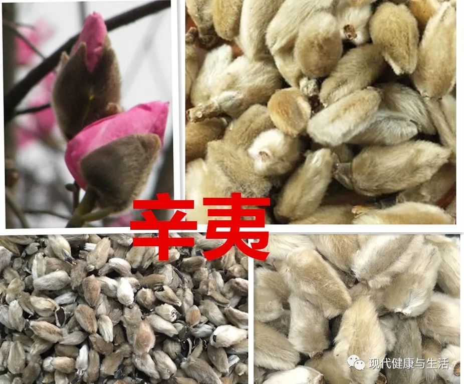 中医中药 辛夷的功效及应用 腾讯新闻