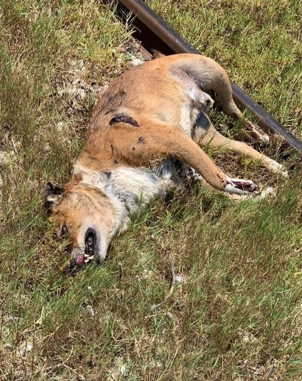 所后,发现有些小狗被强迫喂食漂白剂,有些小狗甚至被人用棍棒活活打死
