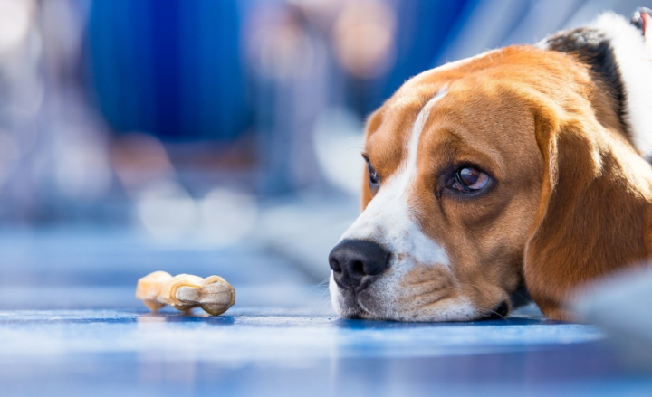 狗狗食欲不好的原因都有哪些？