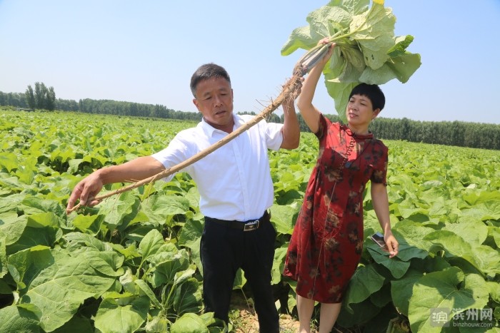 邹平市台子镇发展特色农业 鼓起农民 钱袋子 农业讯 新闻 资讯 种植 林业 畜牧 渔业 行情 政策 深度 资本 国外 综合