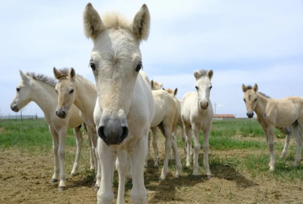 丈量过世界版图的蒙古马你了解它的历史吗