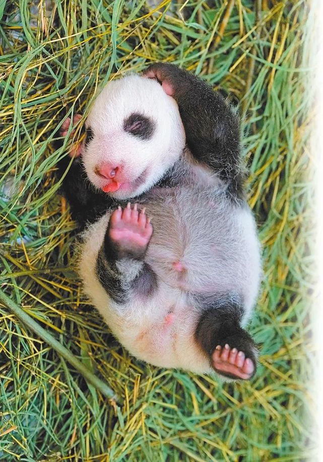 动物分为"早熟型"和"晚熟型",大熊猫新生宝宝"圆仔妹"属"晚熟型",大约