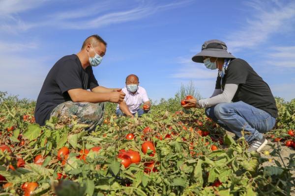 新华社发(谭存正 摄)在一四二团一处酱用番茄田里,工作人员正在采收