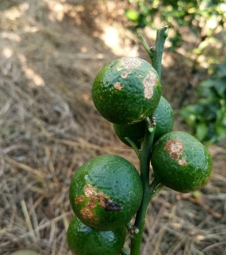 柑橘白癞病防治措施(柑橘白赖病用什么药预防)