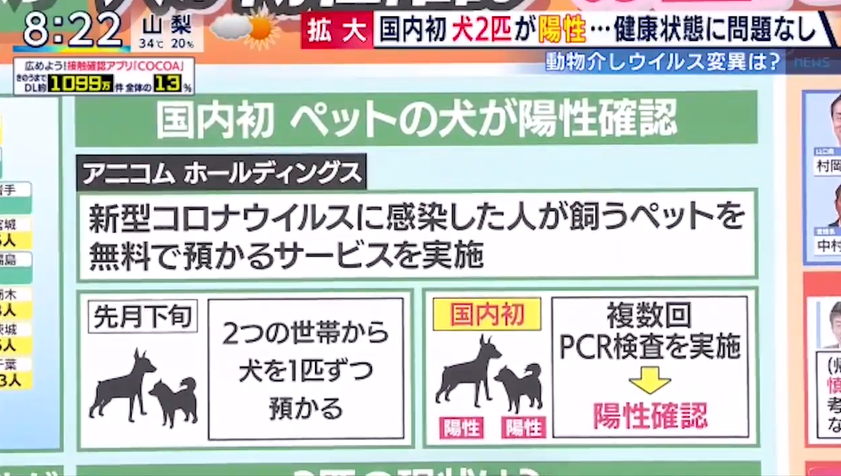 日本国内首次有宠物被确诊感染新冠病毒 腾讯新闻