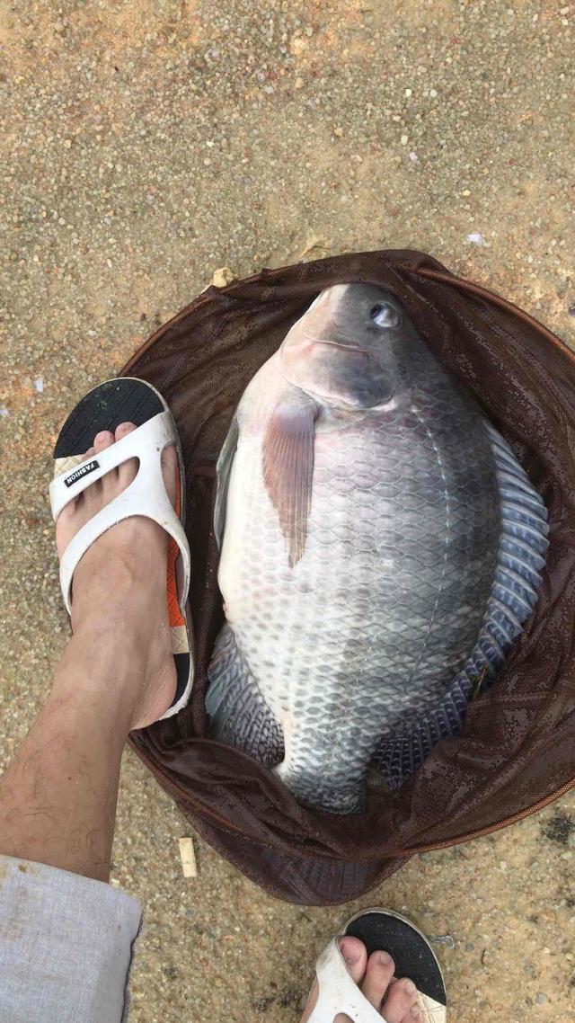 广州钓鱼人河道钓起"7斤巨型罗非鱼",称:溜鱼时心砰砰直跳