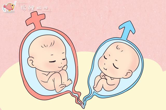 胎儿是由一个精子和卵子结合成为受精卵着床最后形成的,而同卵双胞胎