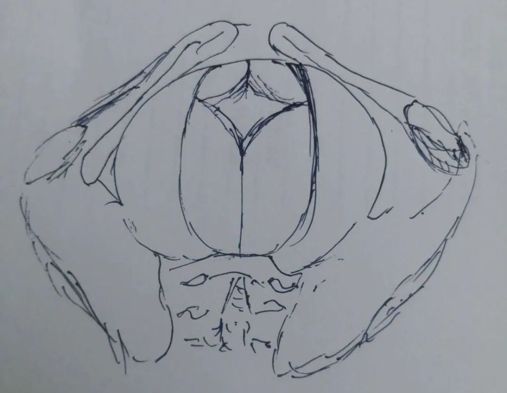 规律宫缩13小时宫口开5cm是持续性枕后位吗