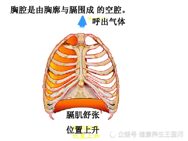 胸廓的形狀類似於中空的圓錐體 上小下大. 由上到下 肋骨逐漸加長.