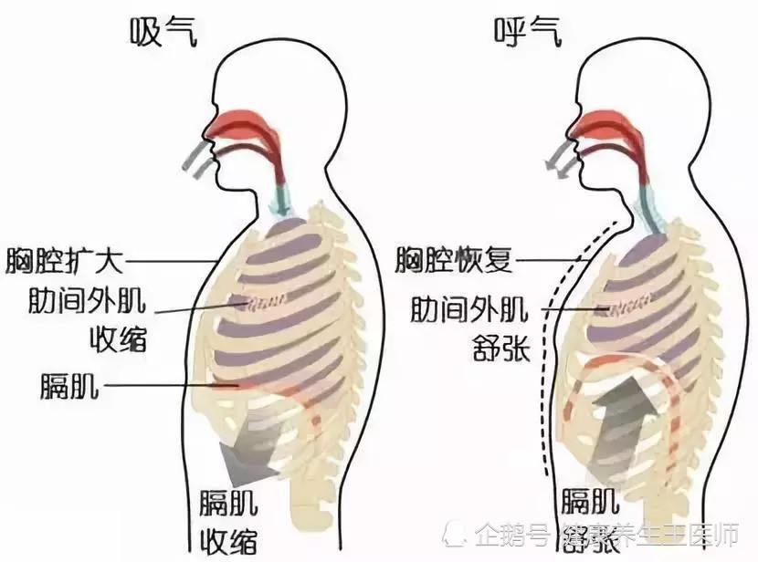 人体健康之呼吸运动 腾讯新闻