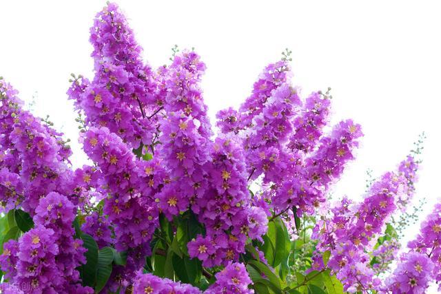 这种花就是紫薇花 夏季开的正盛 原来美丽一直就在我们身边 腾讯新闻