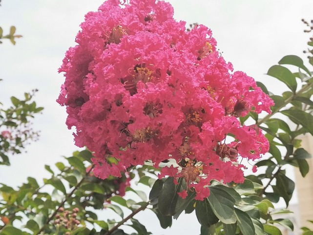 这种花就是紫薇花 夏季开的正盛 原来美丽一直就在我们身边 紫薇 盆景