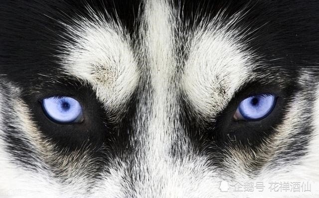 负义的人称为中山狼,和白眼狼有什么联系?
