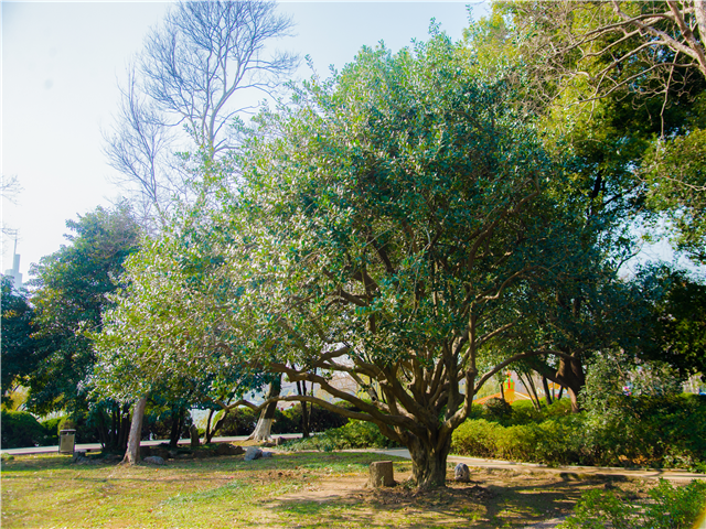 南京古树名木top10一起来认识下