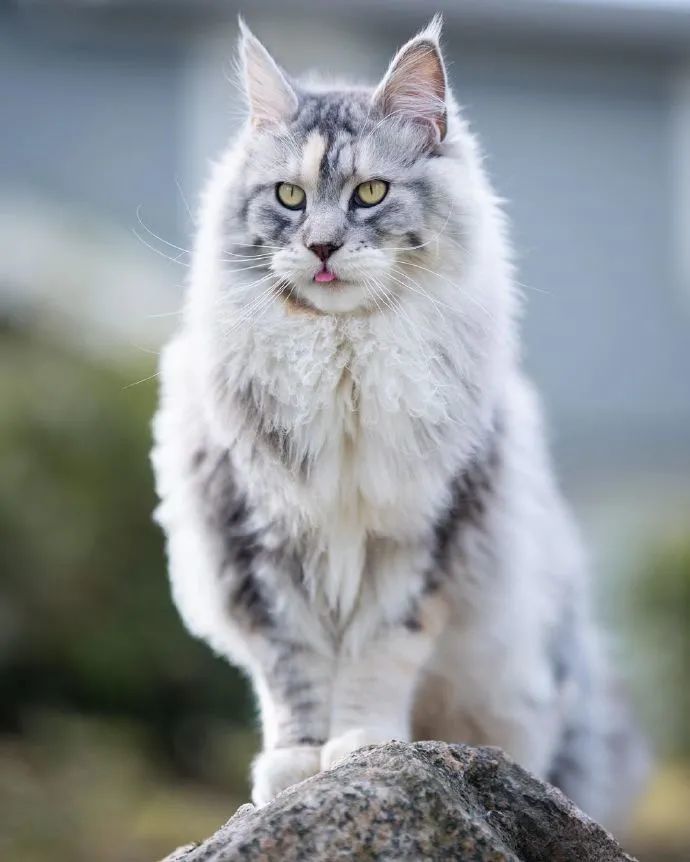 威风凛凛大猫咪缅甸猫的外表真的好酷啊