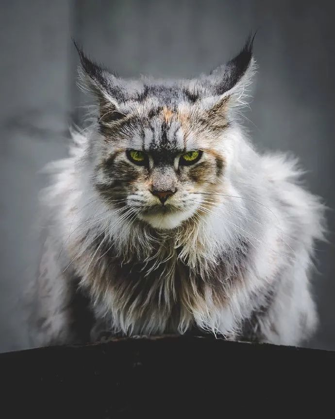 威风凛凛大猫咪缅甸猫的外表真的好酷啊