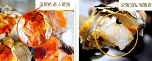 干货!螃蟹分公母的系统方法