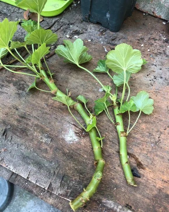 天竺葵长成老桩是好还是坏老桩要修剪否则会影响开花