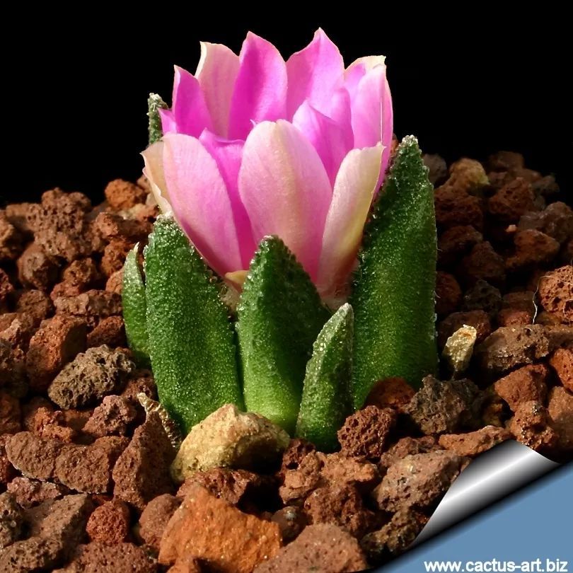 仙人掌园艺的传奇——仙人掌科岩牡丹属_腾讯新闻