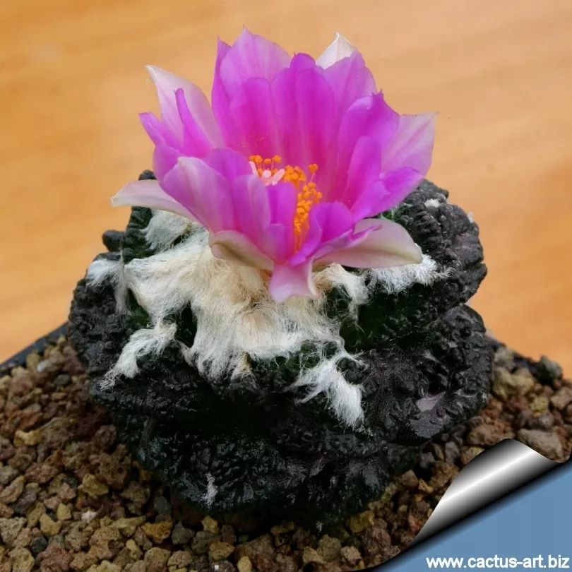 仙人掌园艺的传奇——仙人掌科岩牡丹属_腾讯新闻