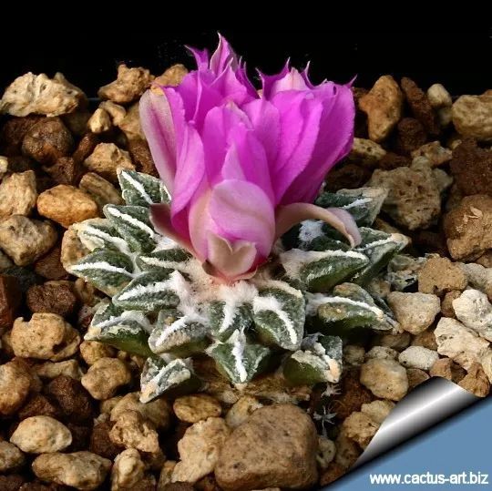 仙人掌园艺的传奇仙人掌科岩牡丹属