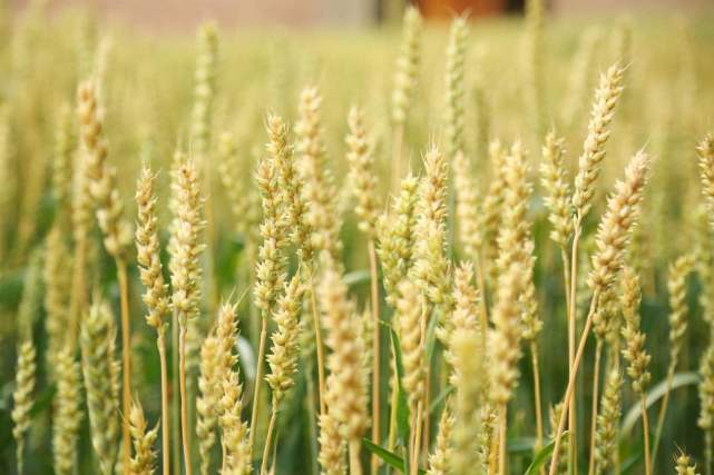 青稞是大麦的一种,又称裸大麦,元麦,青稞面是由青稞磨成的面粉.