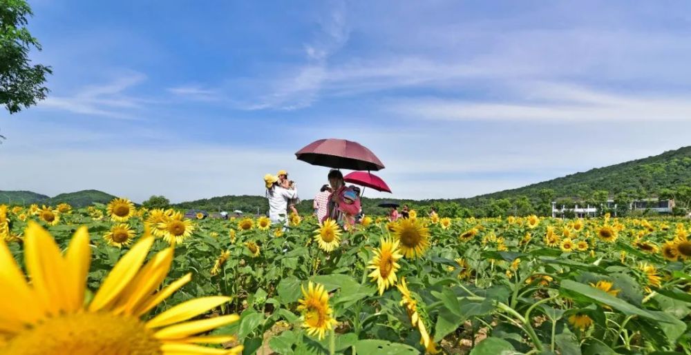 美翻了无锡这几处网红花海最佳赏花期到了
