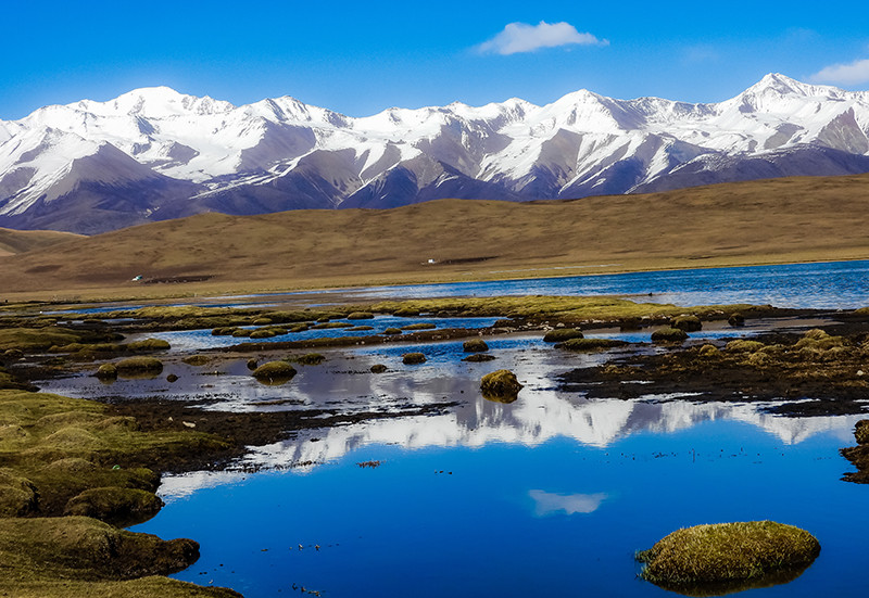 草原,青藏高原最美的底色