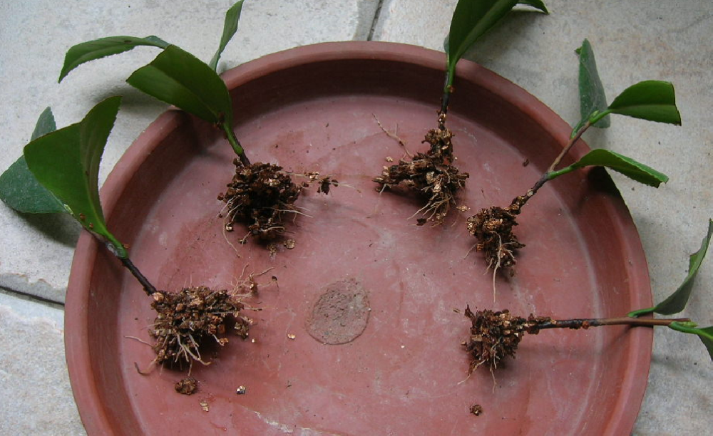 扦插茶花有妙招简单6步黑手指变绿手指大白根又多又均匀