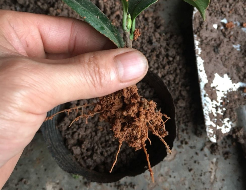 扦插茶花有妙招简单6步黑手指变绿手指大白根又多又均匀