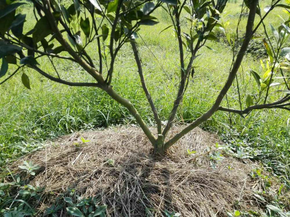 新会柑有机种植探索温和堂陈皮庄园种苗篇