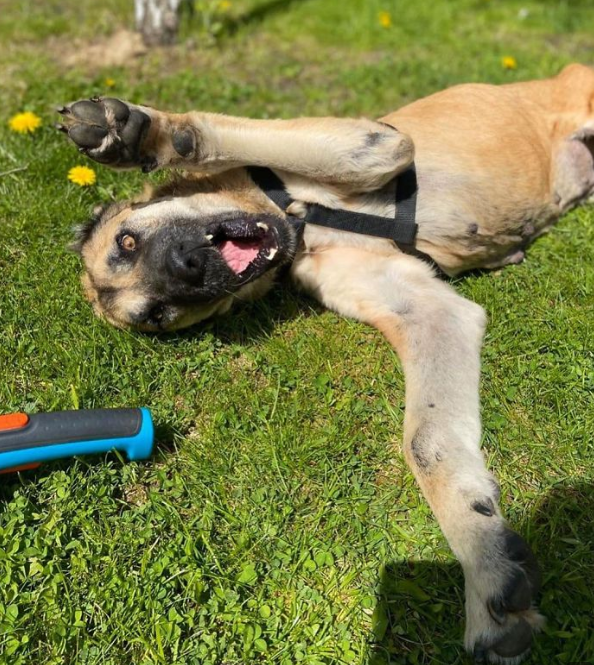 繁殖犬子宫脱落被丢弃,声带被割瘦到脱相,被救后需陪着才能入睡