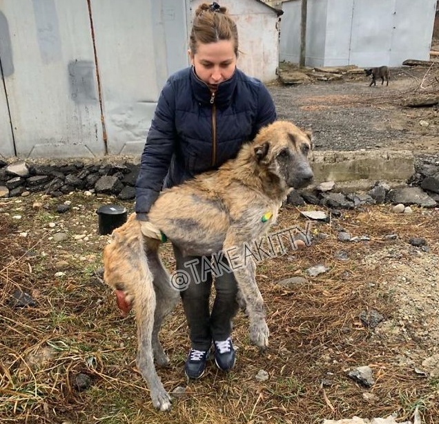 繁殖犬子宫脱落被丢弃 声带被割瘦到脱相 被救后需陪着才能入睡