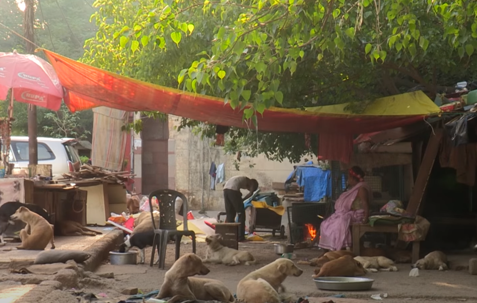 女子不堪家暴而远走他乡在外救助流浪狗已有20年她认为很幸福