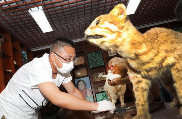 一位标本师在上海市实验小学自然实验室内查看一个猕猴标本.