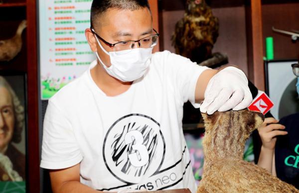 修复动物标本还百岁老教师心愿