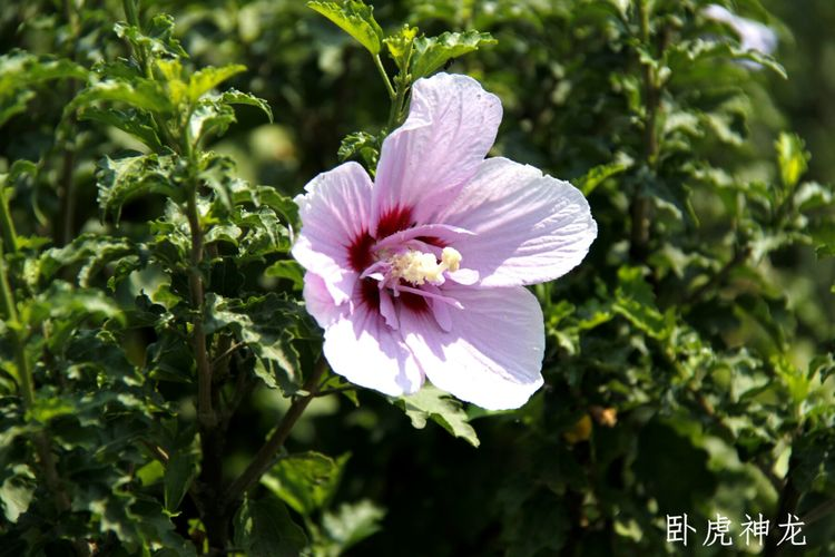 木槿花 朱槿花 蜀葵 芙蓉葵 到底什么区别 腾讯新闻