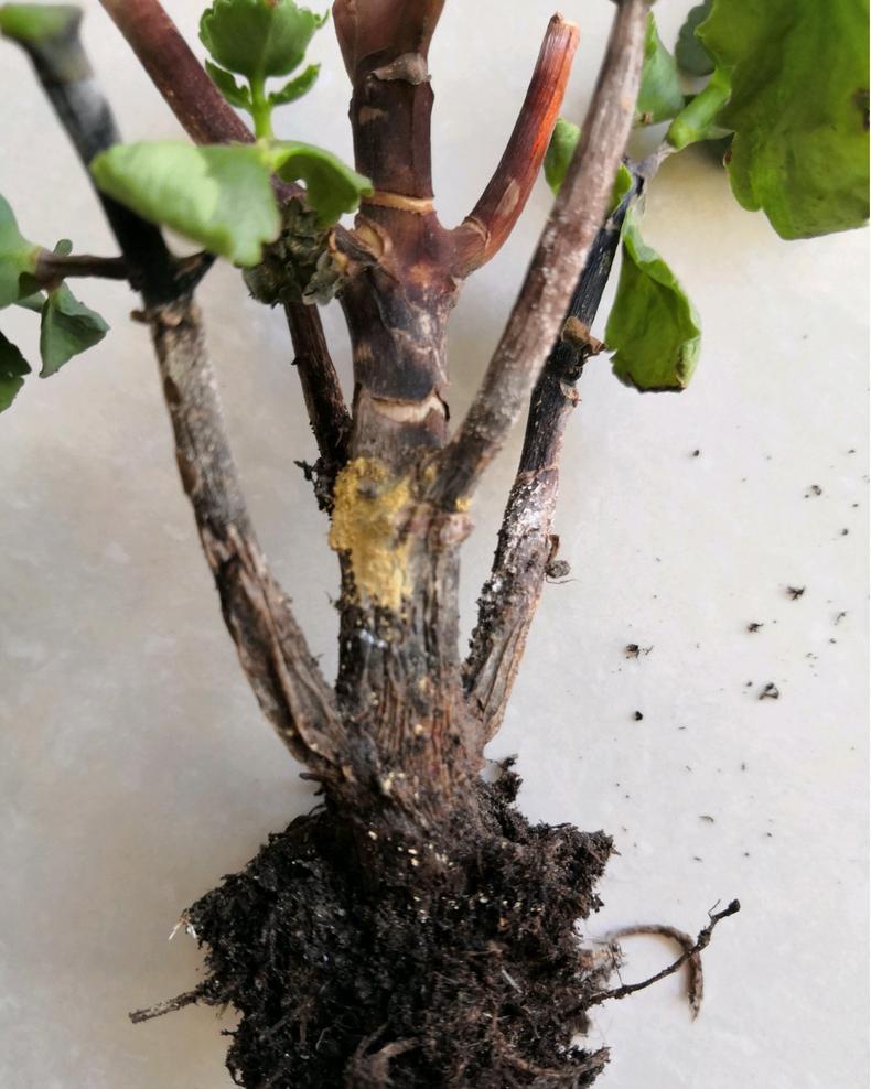 长寿花夏天易黑腐?给它用上3种"粉末",减少有害菌,让它顺利度夏不易腐