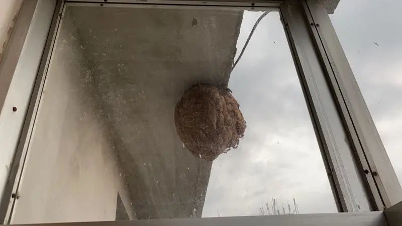 马蜂窝不好惹十堰消防帮忙摘窝除隐患