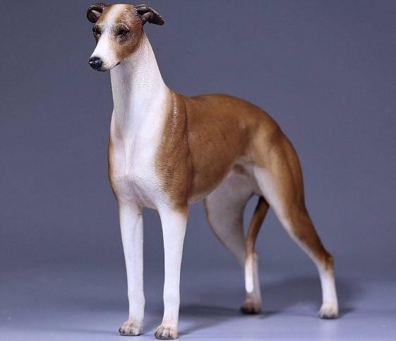 别看它们腿细,其中一种可是世上跑得最快的狗_腾讯新闻