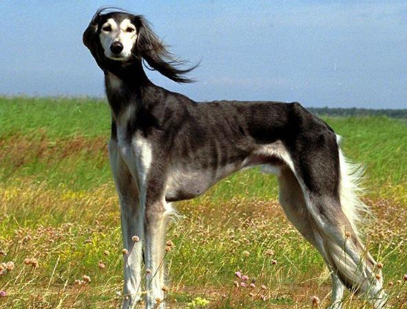 它是两千多年前就存在的古老犬种,中国本土的原生品种