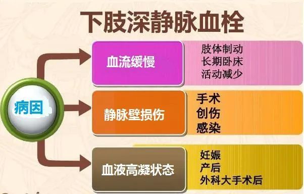 【杏林微科普】血管"堵车"——下肢深静脉血栓!