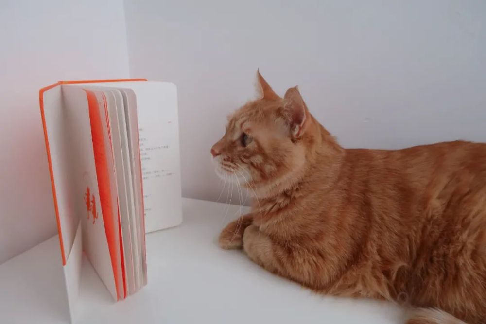 有书 有猫 生活多美好 腾讯新闻