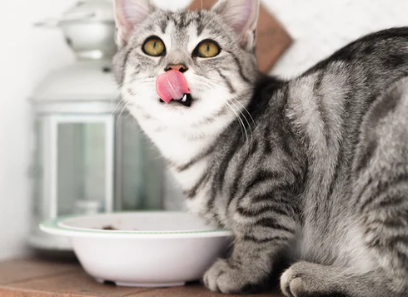 ProDiet博黛：和猫主子一起u201c贴秋膘u201d啦_腾讯新闻