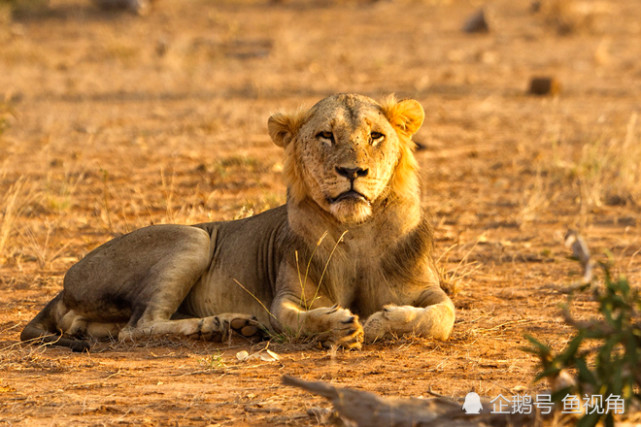 非洲两头巨型食人狮,体长近3米,无鬃毛,9个月吞掉135个人!